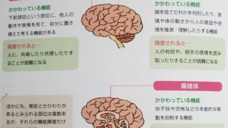 脳の形態と機能で理解する自閉症スペクトラム 脳の形態と機能で理解する自閉症スペクトラム |本 | 通販 | Amazon