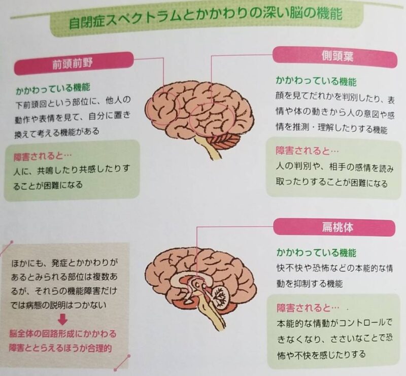 🌱今週のST勉強室✏️ vol.9 自閉症スペクトラムの【３つのタイプと３